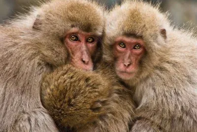 monkeys jigsaw puzzle