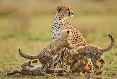 cheetah mom with cubs jigsaw puzzle