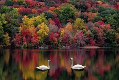 CISNES