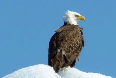 Aquila Calva a Valdez, Alaska