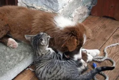 Cane e gatto