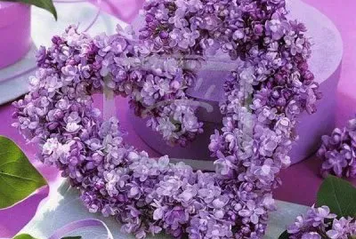 morado jigsaw puzzle