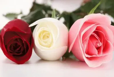 trio rosas