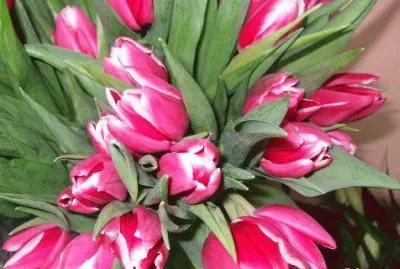tulipanes