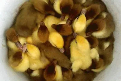 פאזל של things