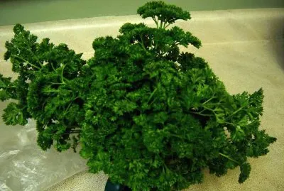 beautiful parsley