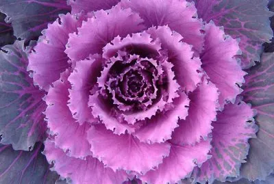 cabbage flower