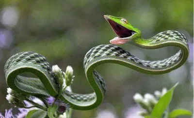 פאזל של things