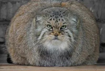 things jigsaw puzzle