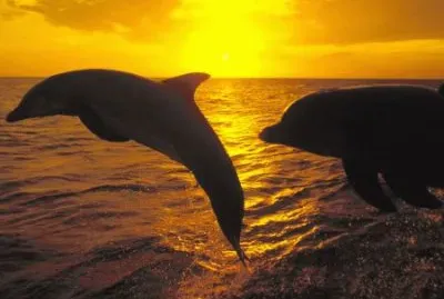 פאזל של paisaje delfines