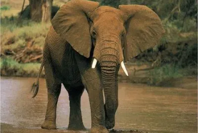 פאזל של elefante