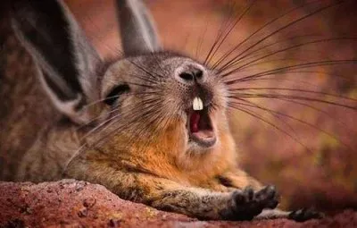 things jigsaw puzzle