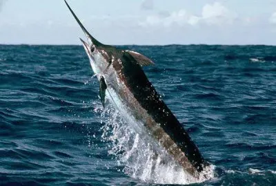 things jigsaw puzzle