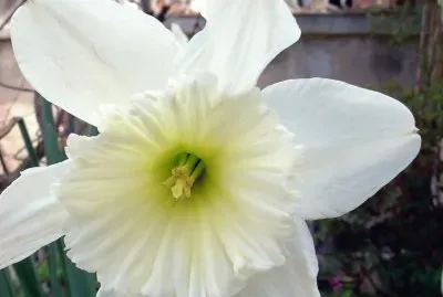 Junquillo jigsaw puzzle