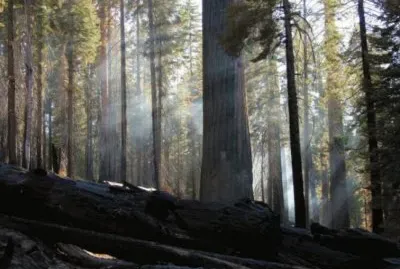 light through trees