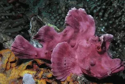 Pez EscorpiÃ³n - Indonesia