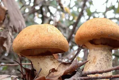 Gymnopilus Spectabilis