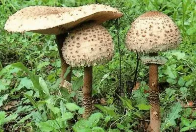 Macrolepiota Procera - Parasol