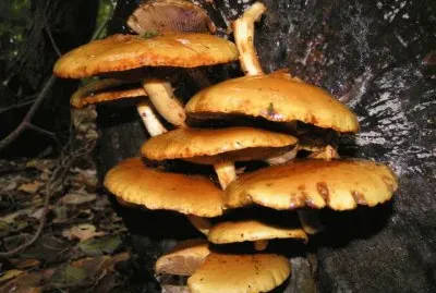 Pholiota Aurivella