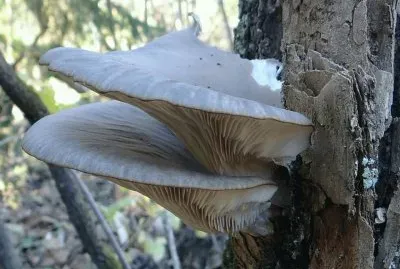 Pleurotus Ostreatus