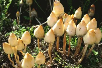 Psi Locybe - El Hongo Magico