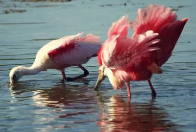 EspÃ¡tula Rosada jigsaw puzzle