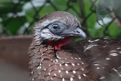 Pava Andina jigsaw puzzle