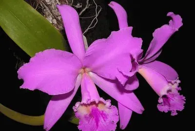 OrquÃ­dea Cattleya Labiata