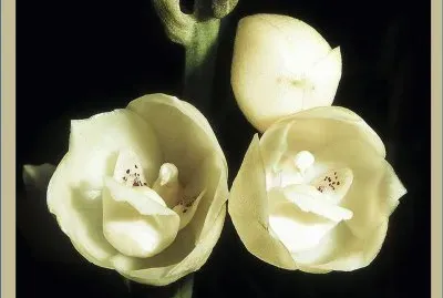 OrquÃ­dea Peristeria Elata - PanamÃ¡