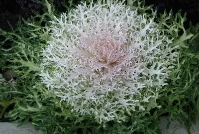 healthier than spinach