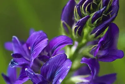 Vibrant Purple Flowers