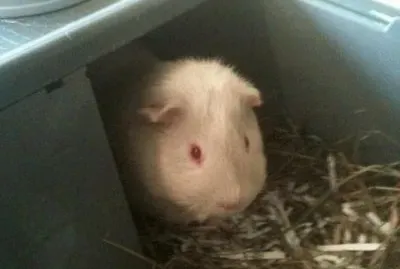 smudj at 4 months old