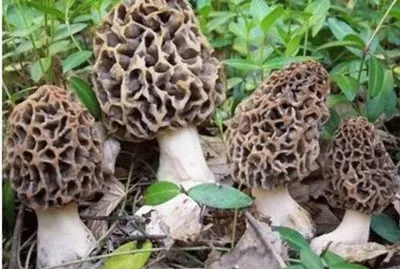 Morchella Conica