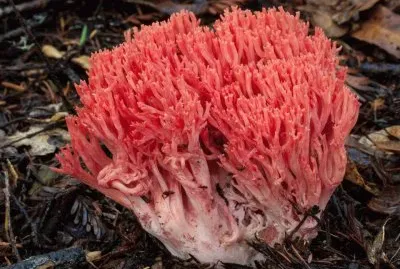Ramaria Araiospora