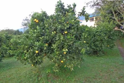 פאזל של naranjo