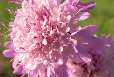 Escabiosa jigsaw puzzle