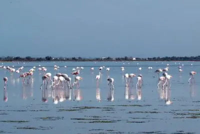 Fenicotteri in Camargue