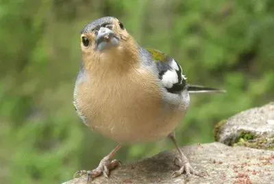 Fringuello sull 'isola di Madeira