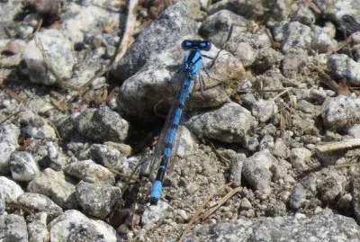 Libellulainterista in Val di Sole