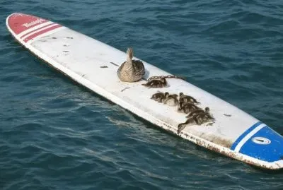 Anatre sportive sul lago di Garda