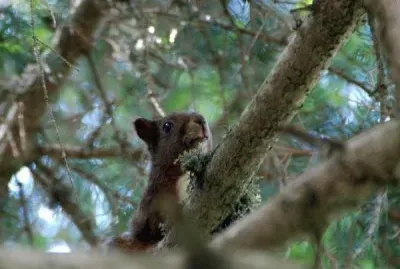 פאזל של Scoiattolo su un pino