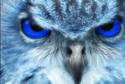 BÃºho Ojos Azules
