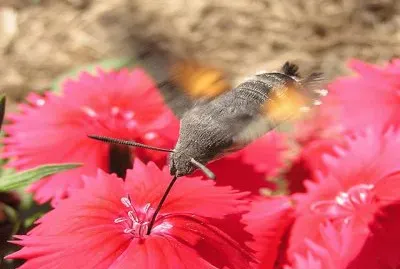 Esfinge ColibrÃ­ (Macroglossum stellatarum)