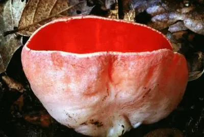 Sarcoscypha Coccinea