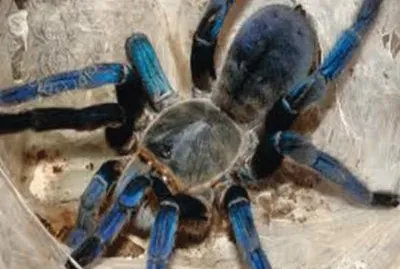 Tarantula Cobalt Blue