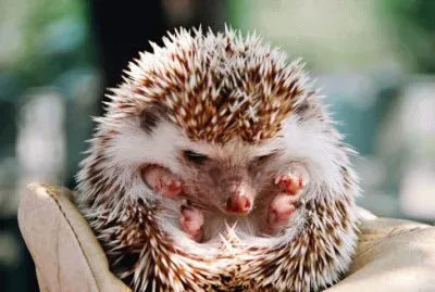 פאזל של erizo dormido