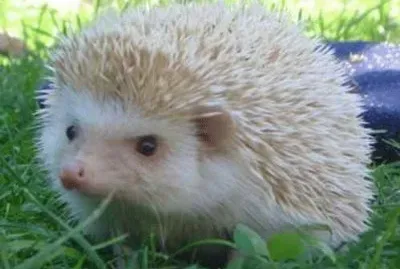 פאזל של el erizo blanco