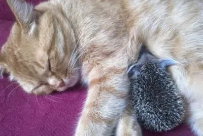 פאזל של el gato y el erizo