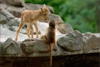 goat and monkey jigsaw puzzle