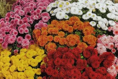 Crisantems jigsaw puzzle